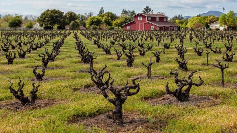 RR_20260417_Old_Vine_Napa_lead