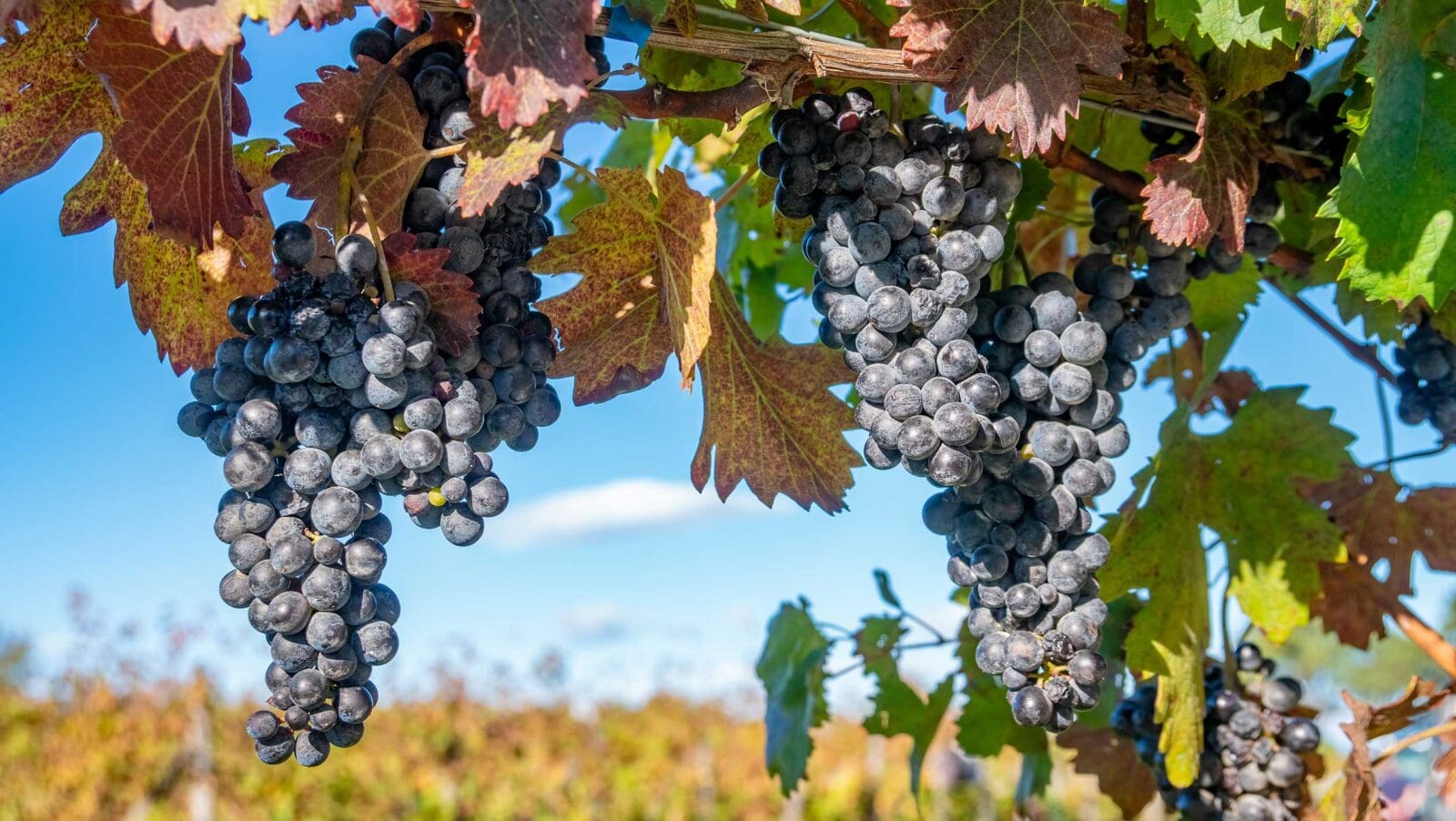 daily.sevenfifty.com