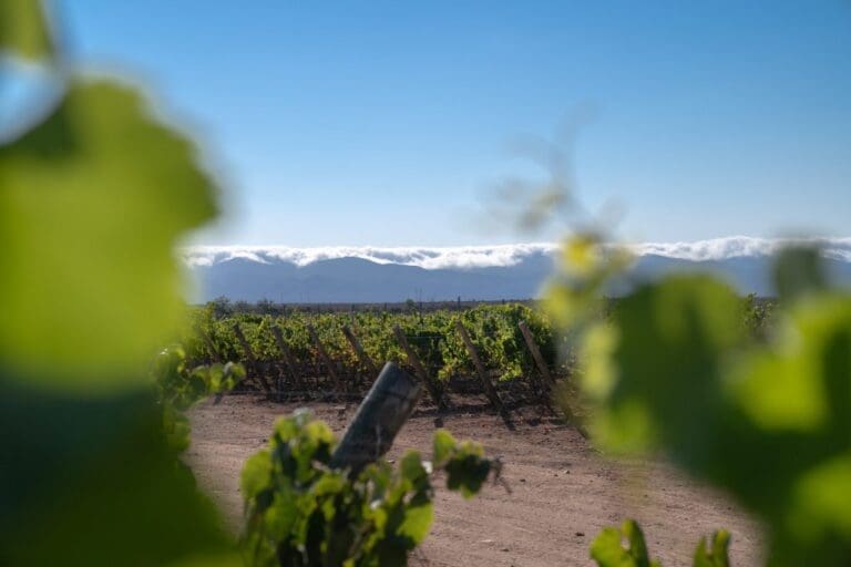 Vinedo-Quebrada-Seca_06-1024x683-1