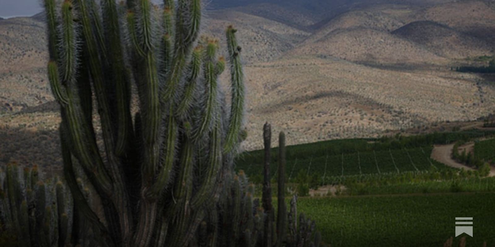 dmwineline.substack.com