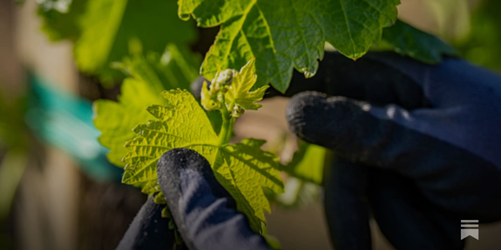 napavalleyfocus.substack.com