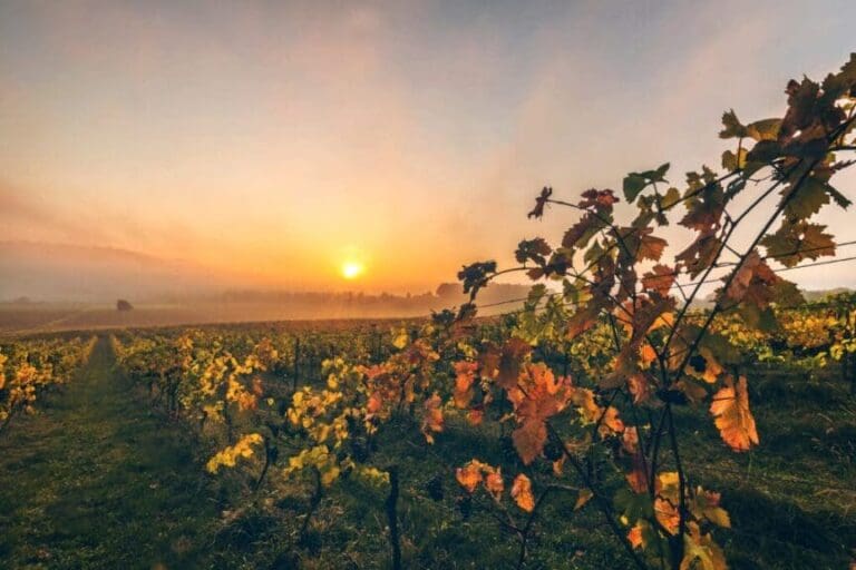 shutterstock_1283548003-scaled-1