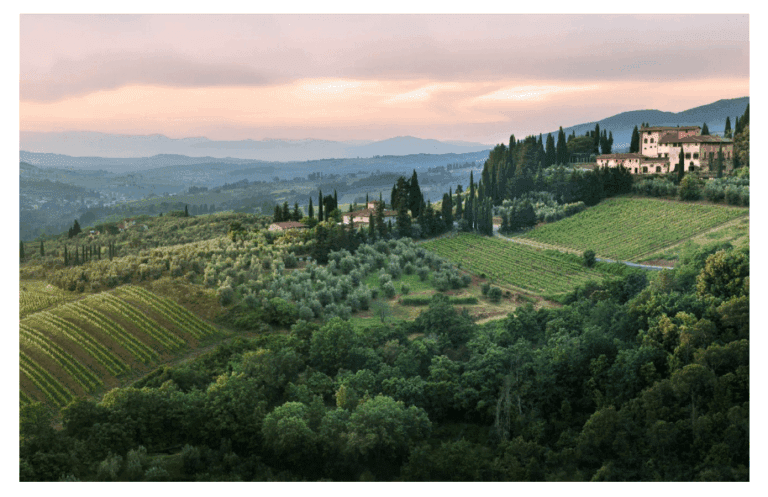 vignamaggiovineyards