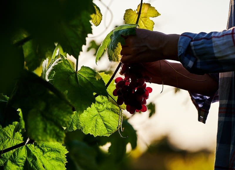 vinetur.com