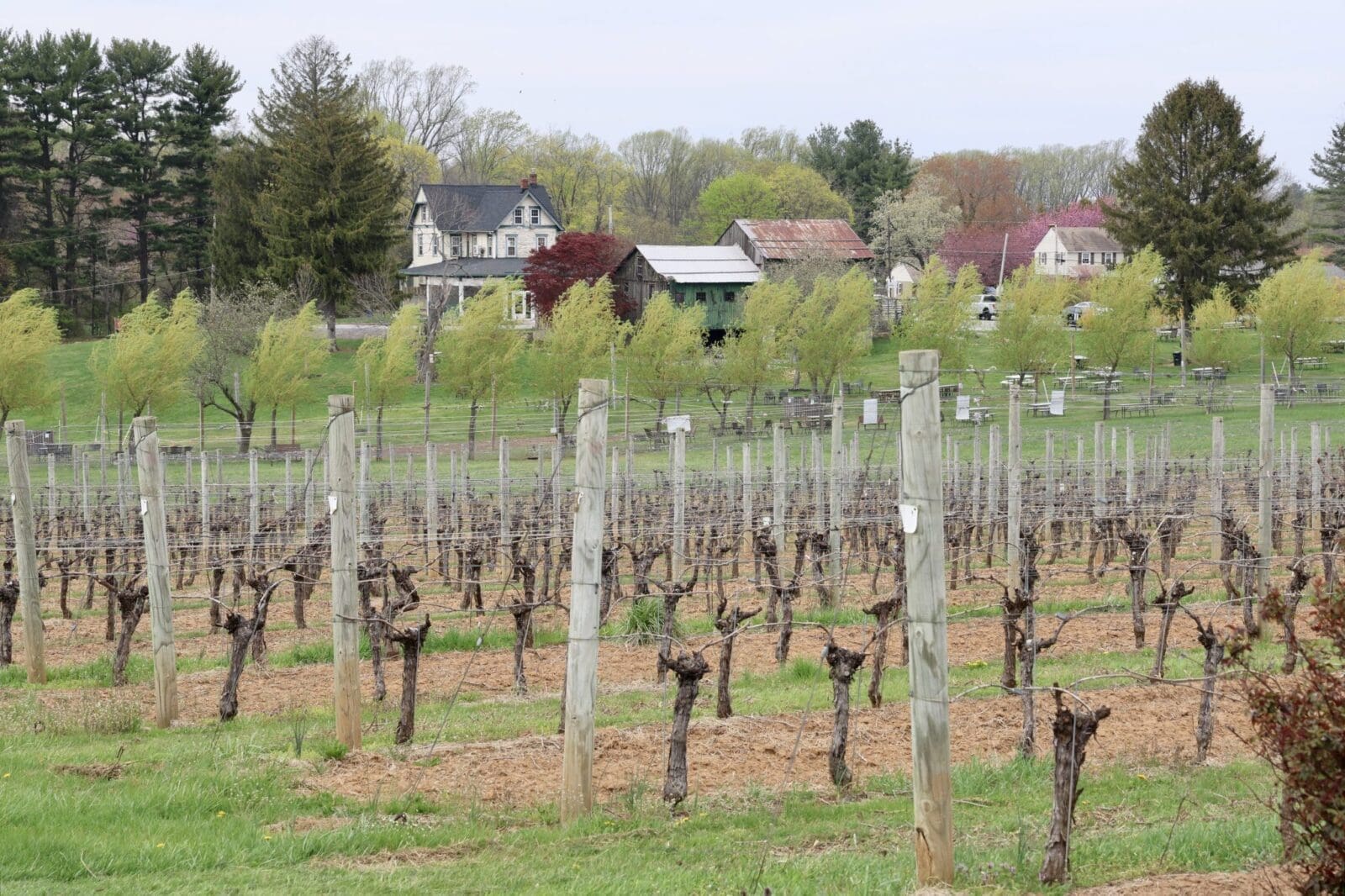 dgwinemaking.com