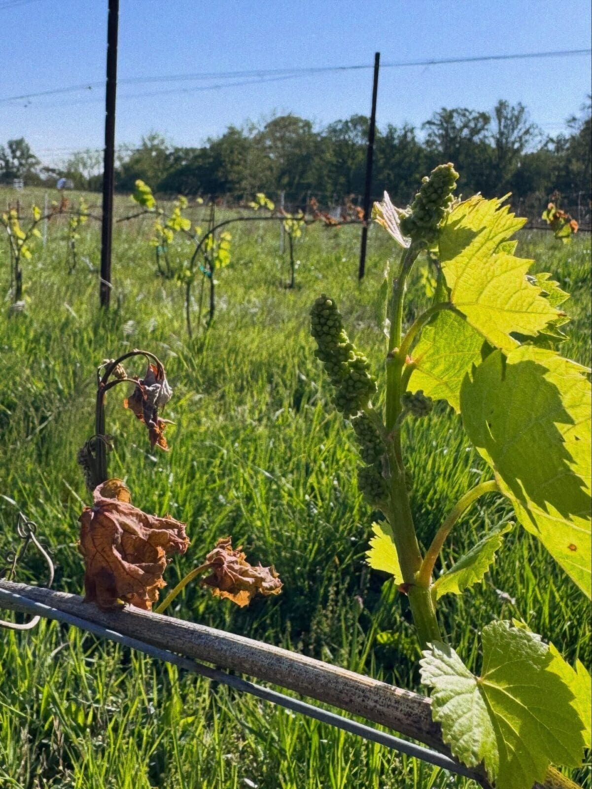 dmwineline.substack.com