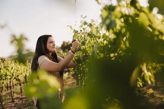 thewinewrite.com