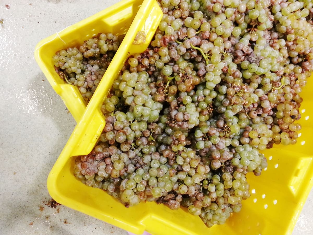 dgwinemaking.com