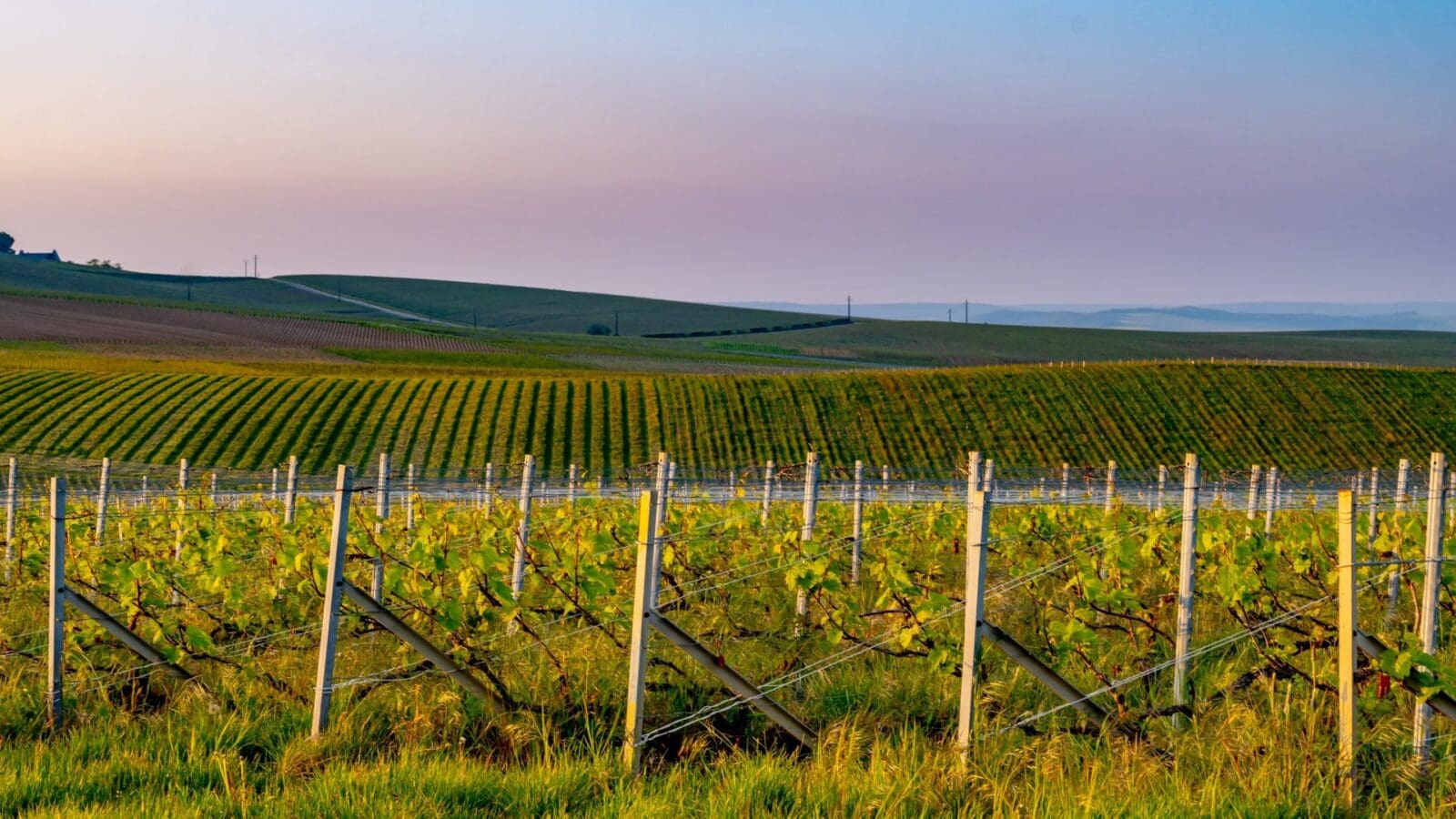 wine-searcher.com