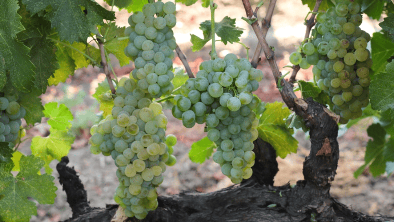 sonomawinegrape.org