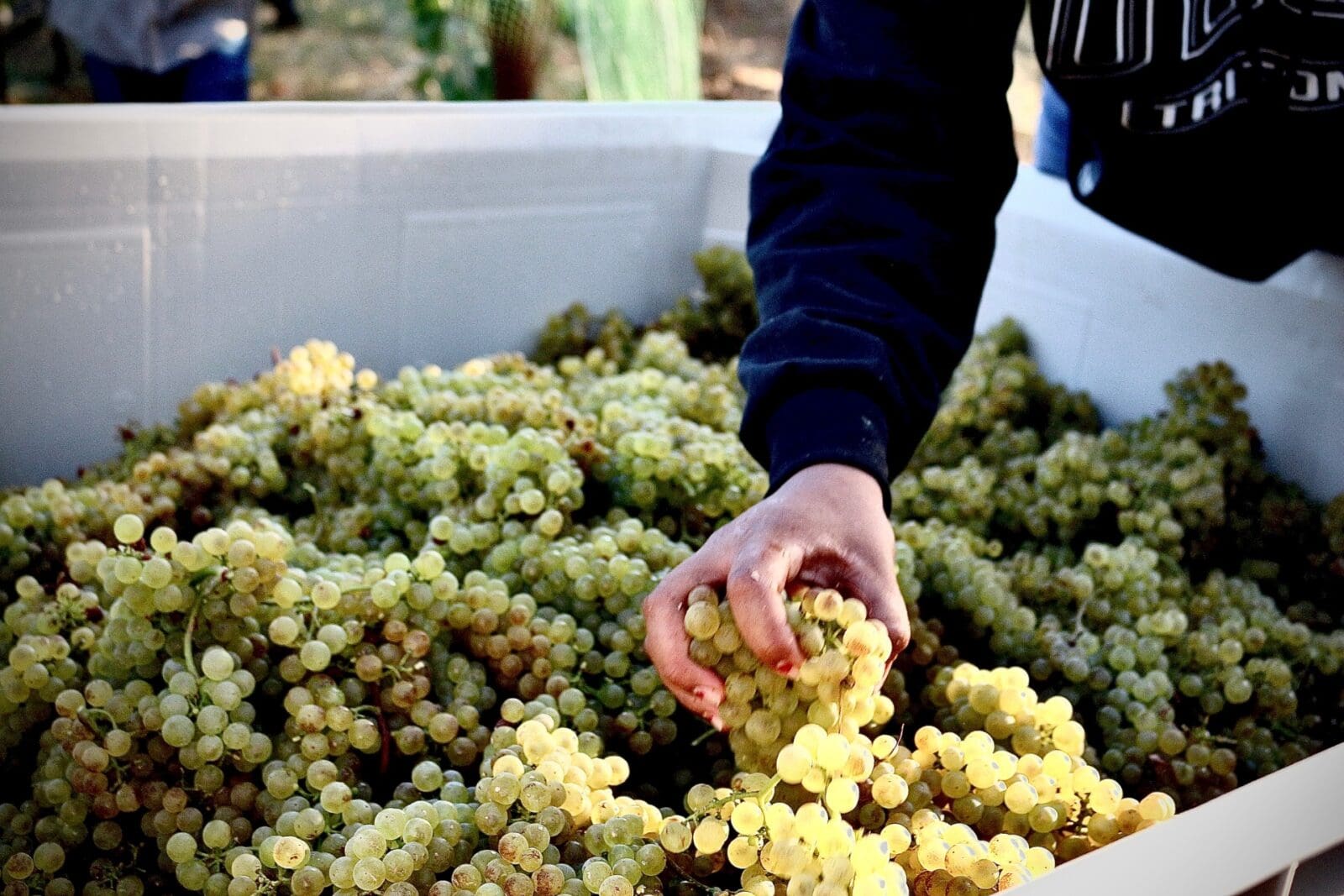 globalwinebank.com