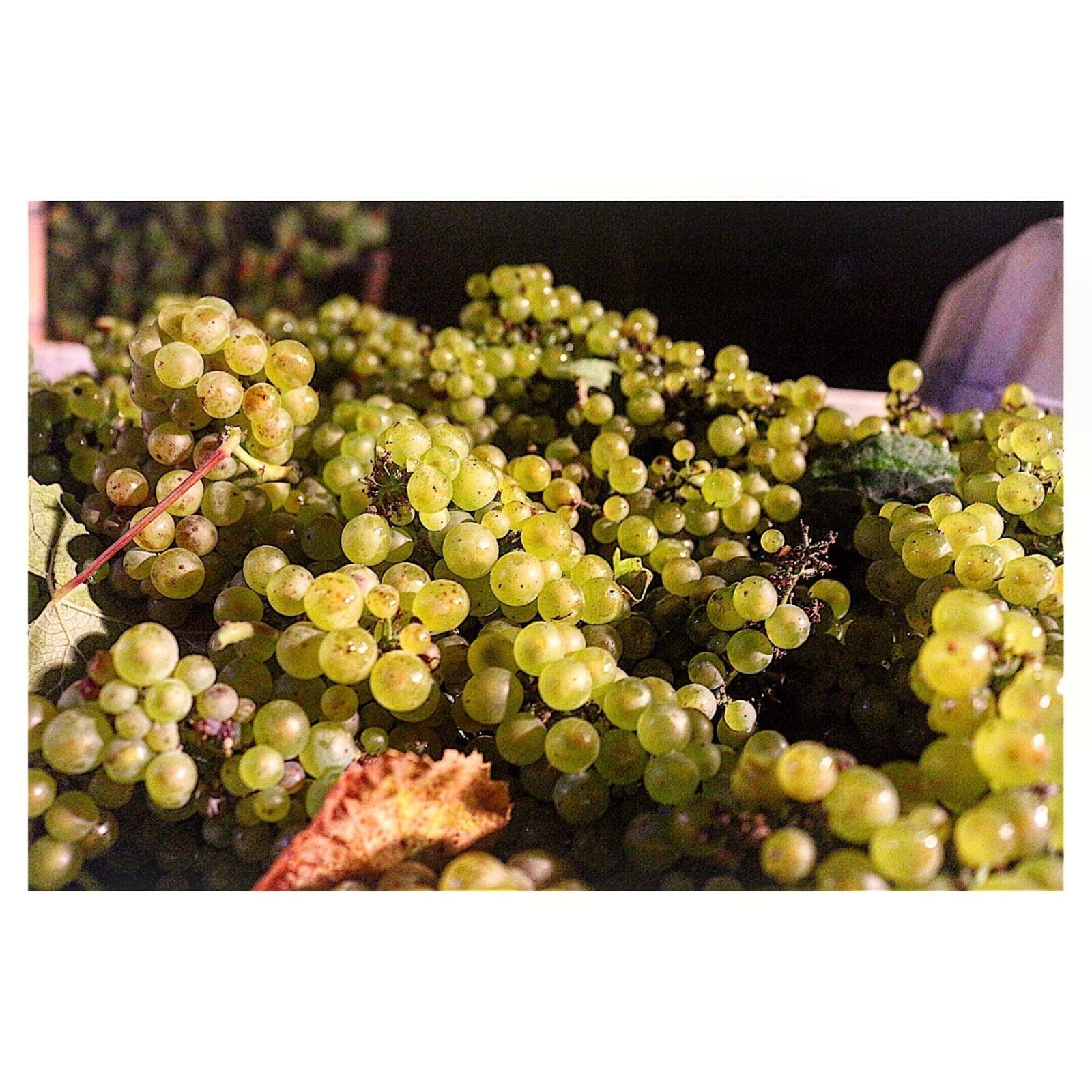 globalwinebank.com